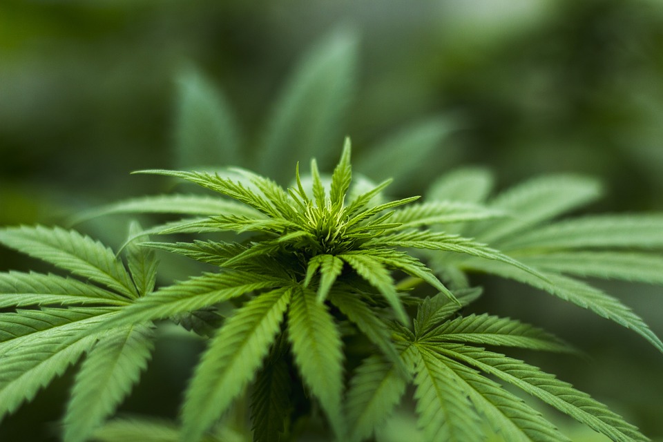 healthy cannabis plant