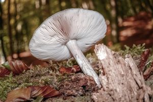 white mushroom